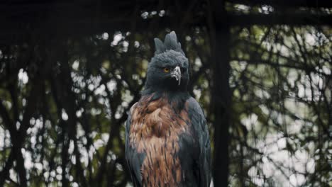 watchful black-and-chestnut eagle in wild forest of south america