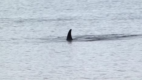 orca or killer whale in the search of food in alaska