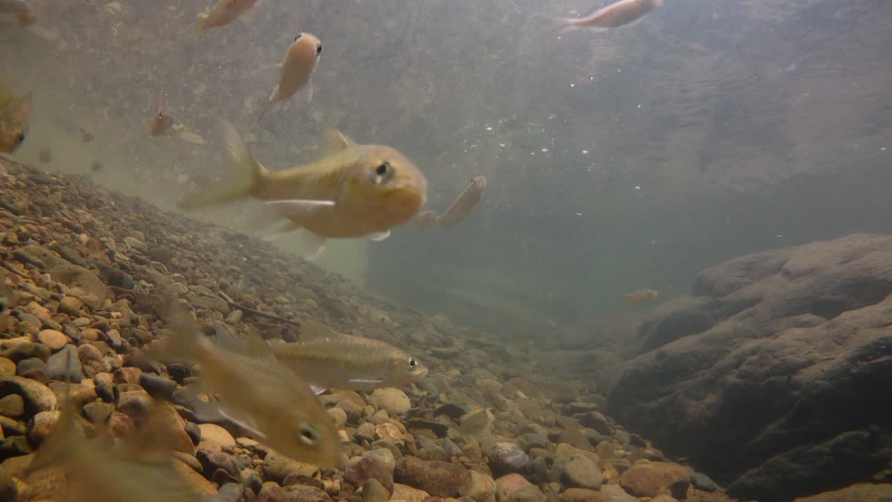 kaeng krachan 국립 공원은 많은 환상적인 야생 동물의 서식지이며 개울은 동물이 마시고 물고기가 헤엄칠 수 있는 신선한 물의 생명원입니다.