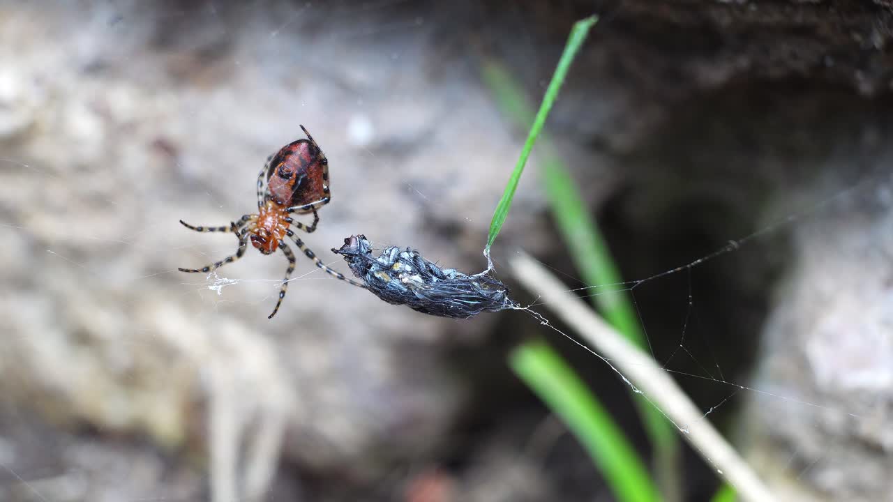 Close-up of a red weaver spider, Alpaida gallardoi, cleaning her legs beside her prey.