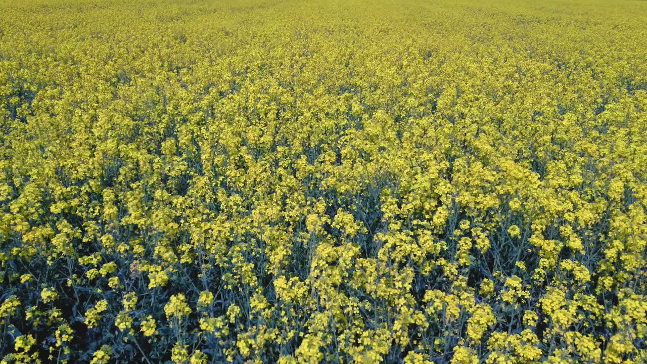 꽃이 만발한 카놀라 꽃과 함께 들판 위로 비행