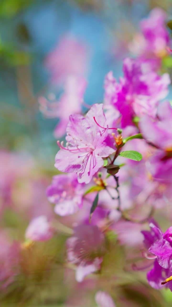 Soft pink blossoms sway gently in the breeze. Petals glow with spring's tender light against a blurred blue sky. Tiny yellow stamens peek through delicate petals