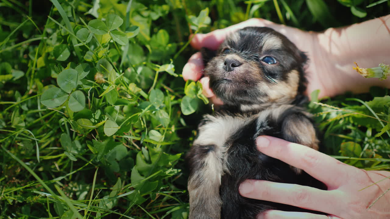 lindos cachorros en hierba verde brillante