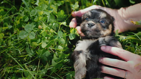 lindos cachorros en hierba verde brillante