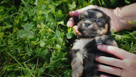 cute puppies in bright green grass