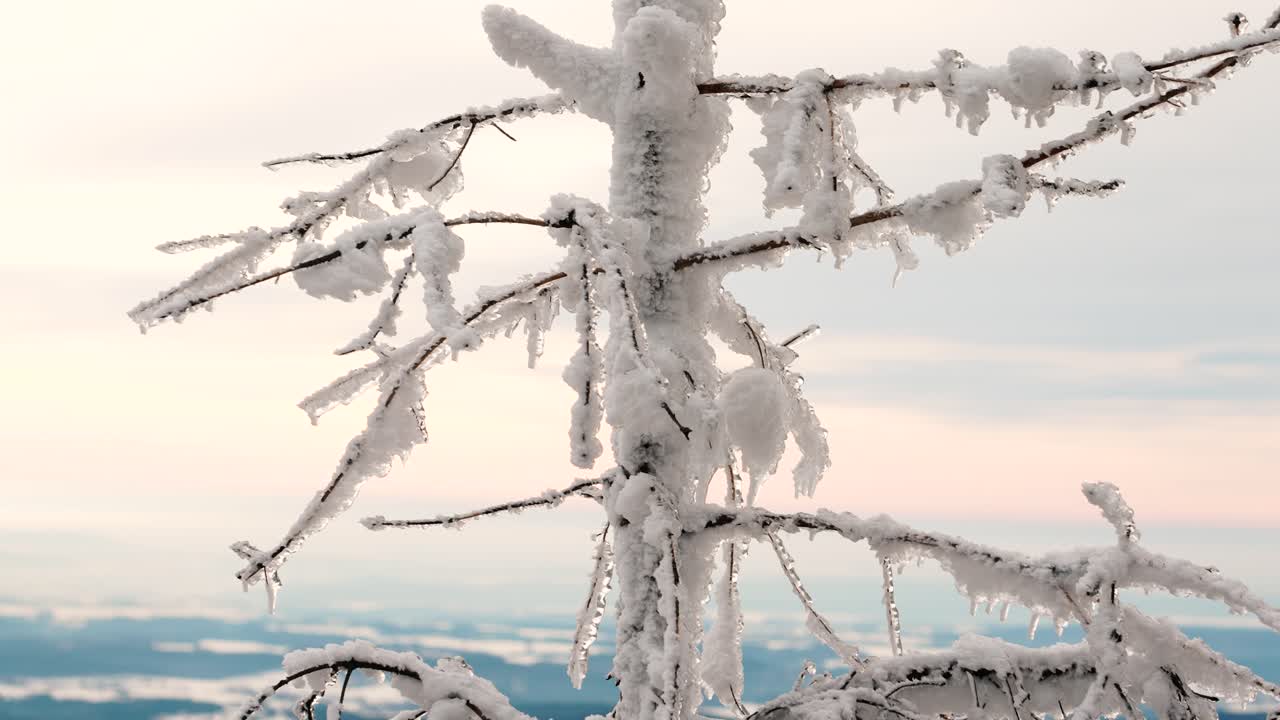 얼어붙은 나무 줄기와 작은 가지는 가운 바람, 눈과 얼음 층에서 움직입니다.