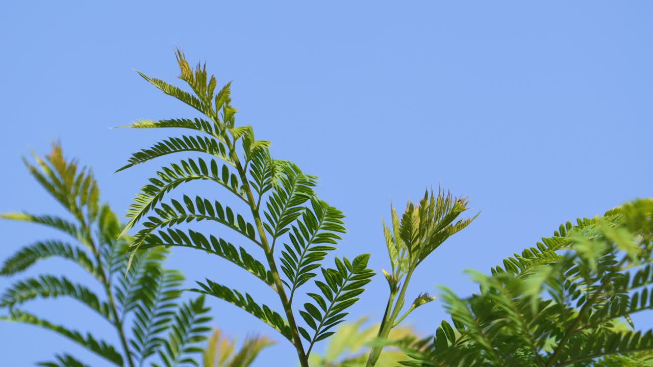 toma escénica de una planta subtropical, cierra la hoja de helecho verde jacaranda mimosifolia fresca balanceándose en el viento con un fondo idílico de cielo azul durante la temporada de primavera