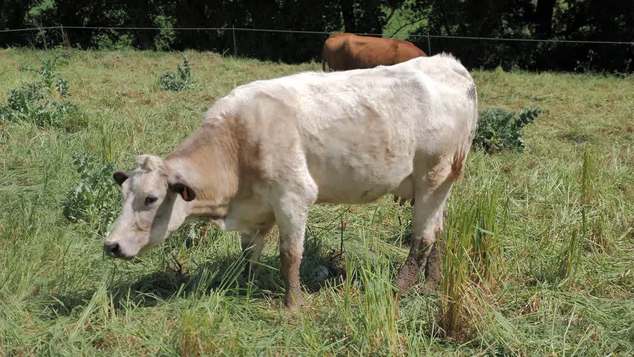들판에서 방목하는 송아지와 소