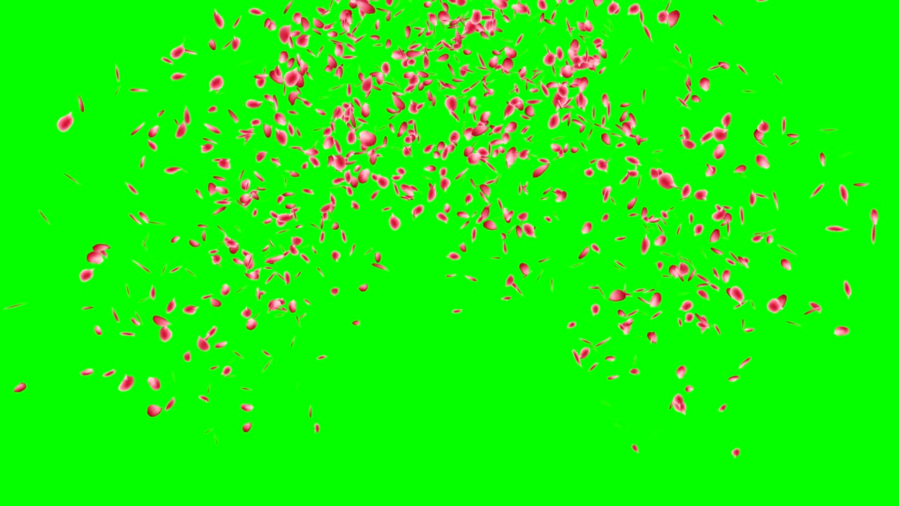 분홍색 장미 꽃잎 폭발