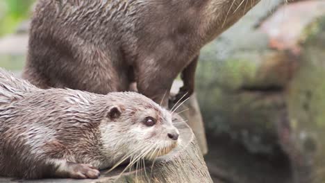 Cerca-De-Una-Pequeña-Nutria-De-Garras-Asiática-Cautiva-En-Un-Día-Soleado