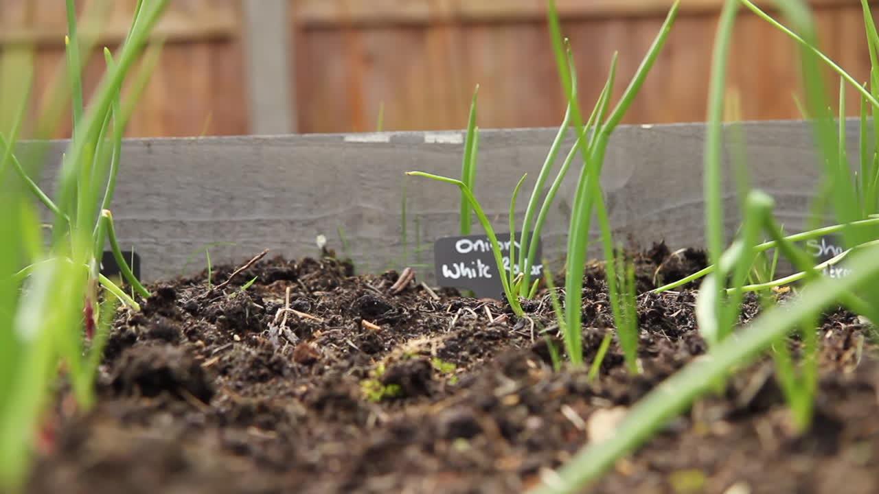 Shot of onions growing in a raised bed, with sign at the end of the row