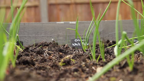 shot of onions growing in a raised bed, with sign at the end of the row