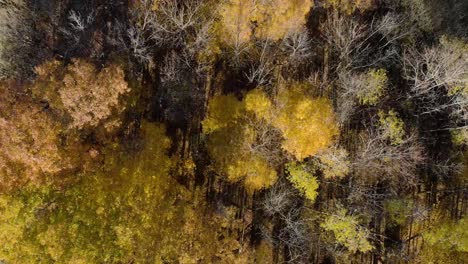 Colorful-Leaves-Of-Trees-In-Fall-In-Western-New-York---aerial-shot