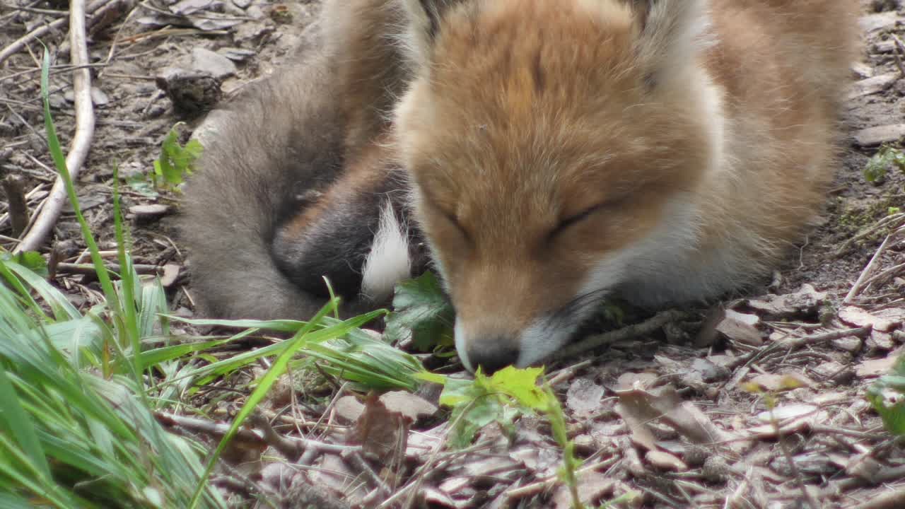 lindo cachorro de zorro rojo se para en la hierba y mira a la cámara
