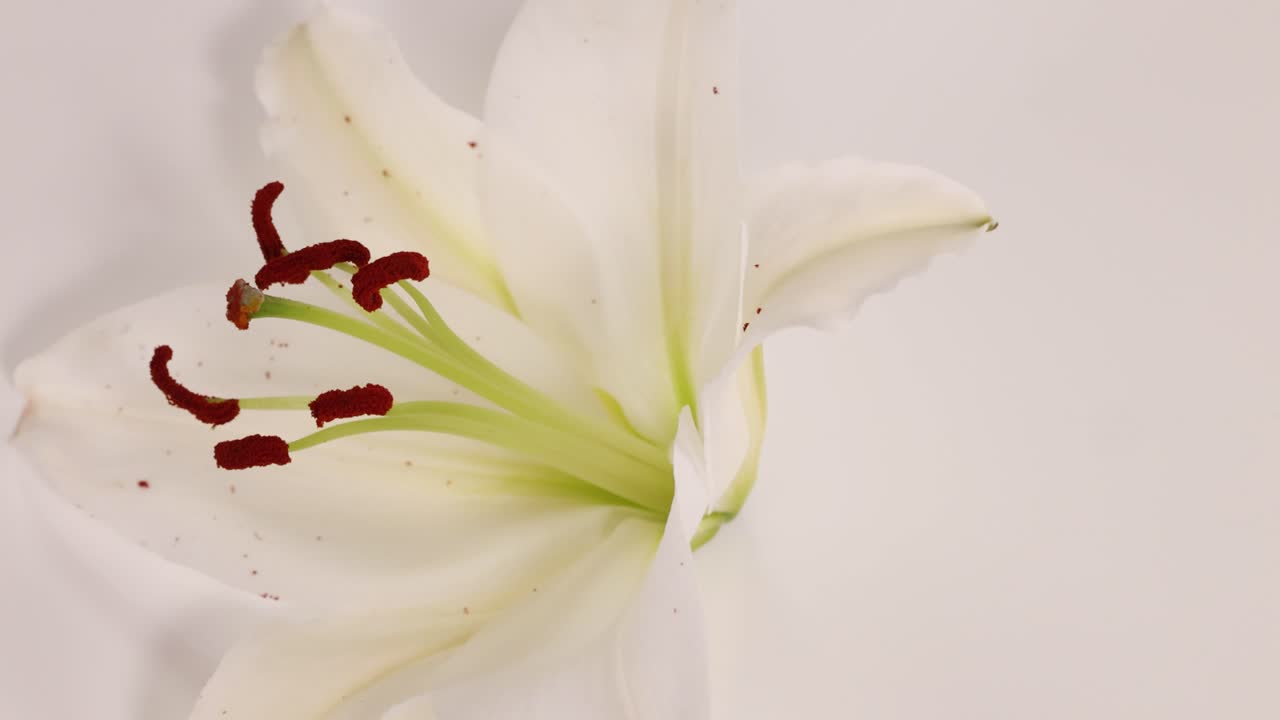Nærbillede af en hvid lilje.