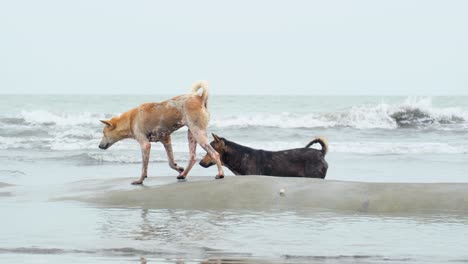 Close-up-of-two-dogs-running-and-playing-on-the-kuakata-beach,-Bangladesh