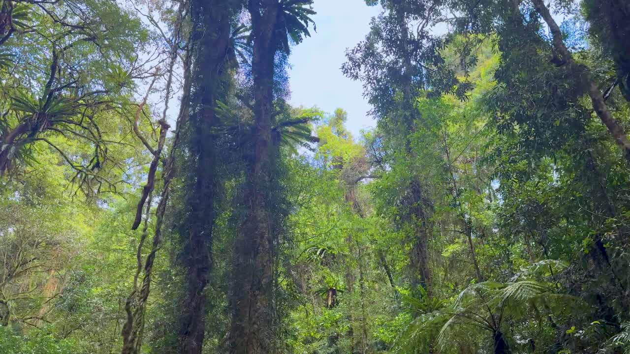 Camera moves upward from boardwalk to towering rainforest trees, bright daylight, vibrant green foliage