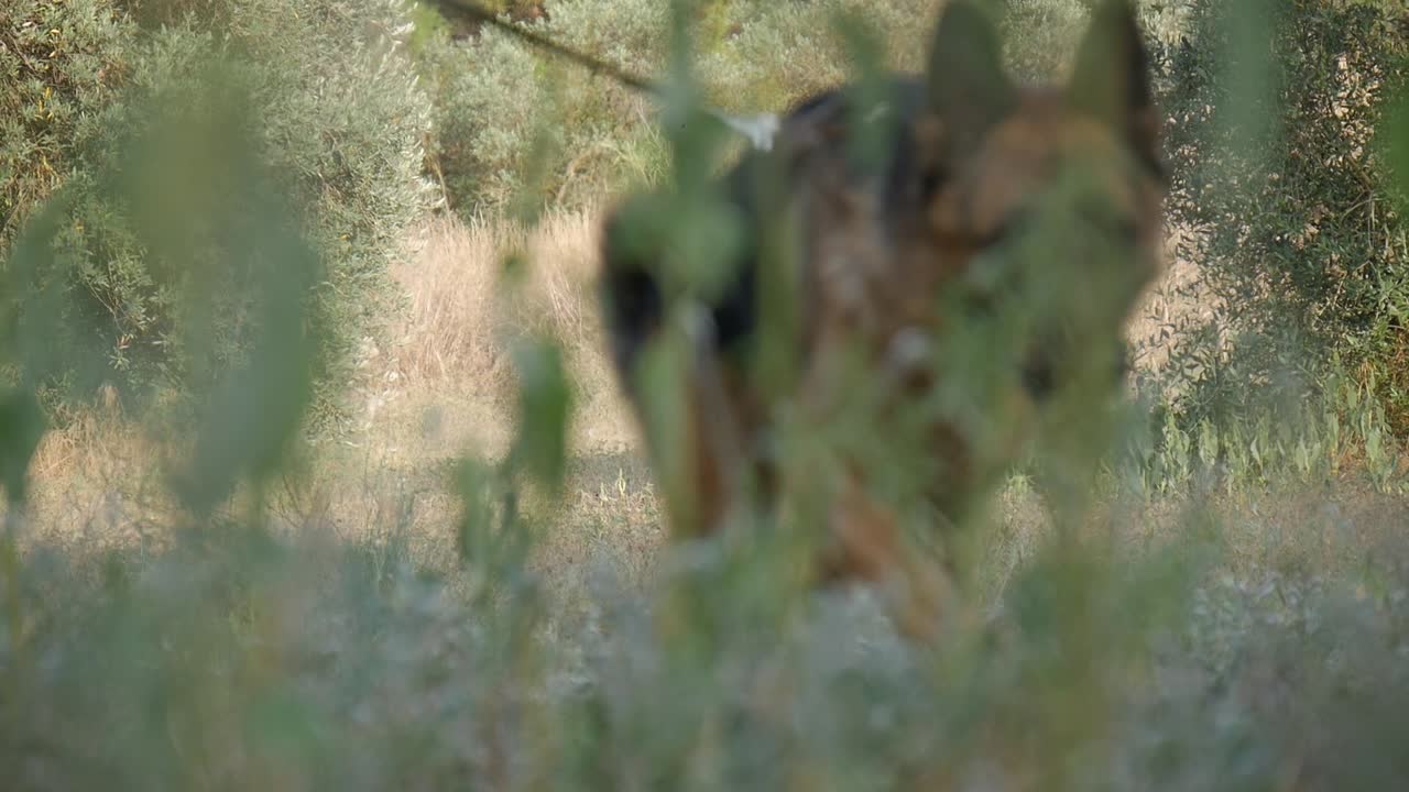 grupo de búsqueda del ejército caminando por el césped con un perro de búsqueda.
