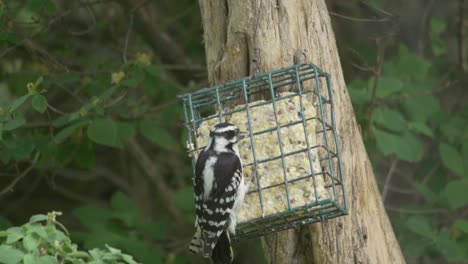 hembra peludo pecker alimentación desde un alimentador de patio trasero