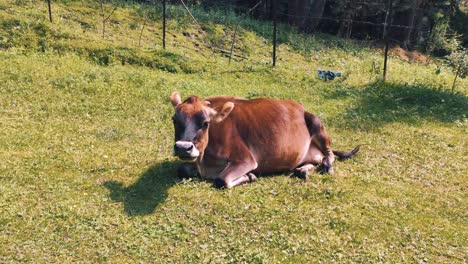 Jersey-Rinderkalb,-Das-An-Einem-Sonnigen-Tag-Auf-Der-Weide-Liegt