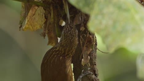 primer plano de un trepatroncos de cabeza rayada quitando hojas y corteza en busca de insectos para comer