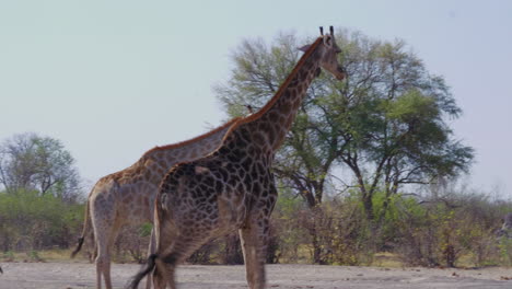 Giraffes-Roaming-At-Nxai-Pan-In-Botswana-On-A-Sunny-Weather-With-Green-Trees-In-The-Background---Closeup-Shot