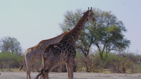 jirafas vagando en nxai pan en botswana en un clima soleado con árboles verdes en el fondo - toma de primer plano