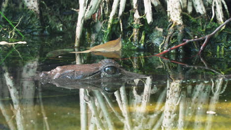 ojo de cocodrilo visto sobre la superficie del agua