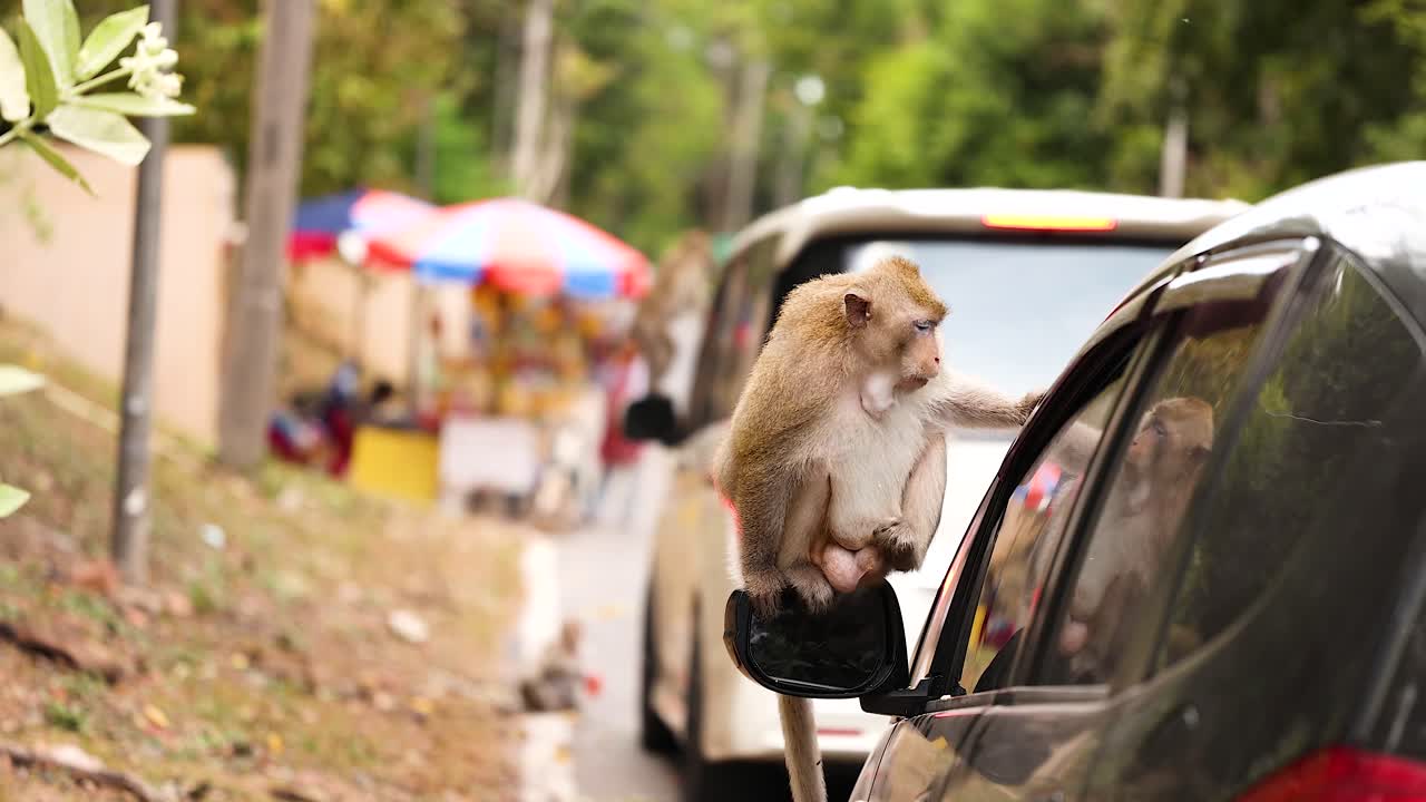 Monkey explores car side mirror in Chonburi