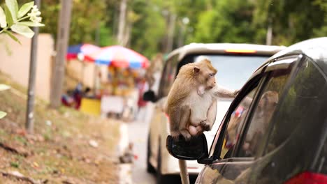 monkey explores car side mirror in chonburi