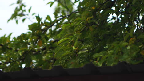 Apple tree in the backyard on a rainy day in autumn