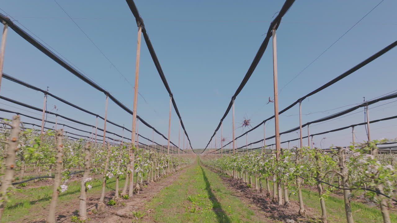 Apple Orchard in Bloom