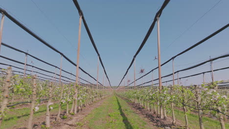 apple orchard in bloom