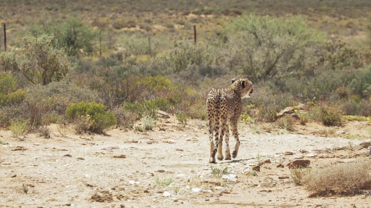 el guepardo aislado está caminando en la sabana soleada en el safari del cabo occidental en sudáfrica
