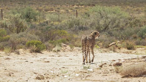 Isolated-Cheetah-Is-Walking-In-Sunny-Savannah-At-Western-Cape-Safari-In-South-Africa