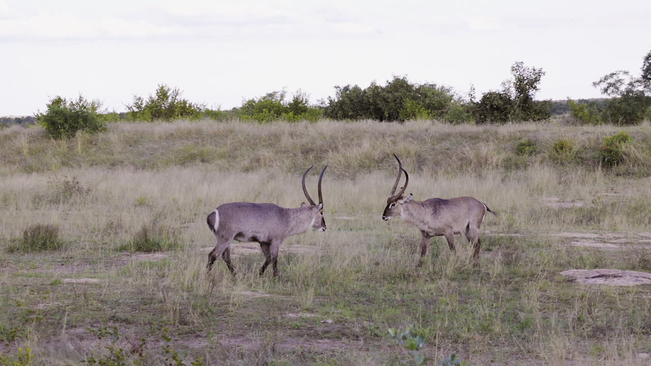 Camera pans with two Waterbuck antelope facing off in dominance ritual