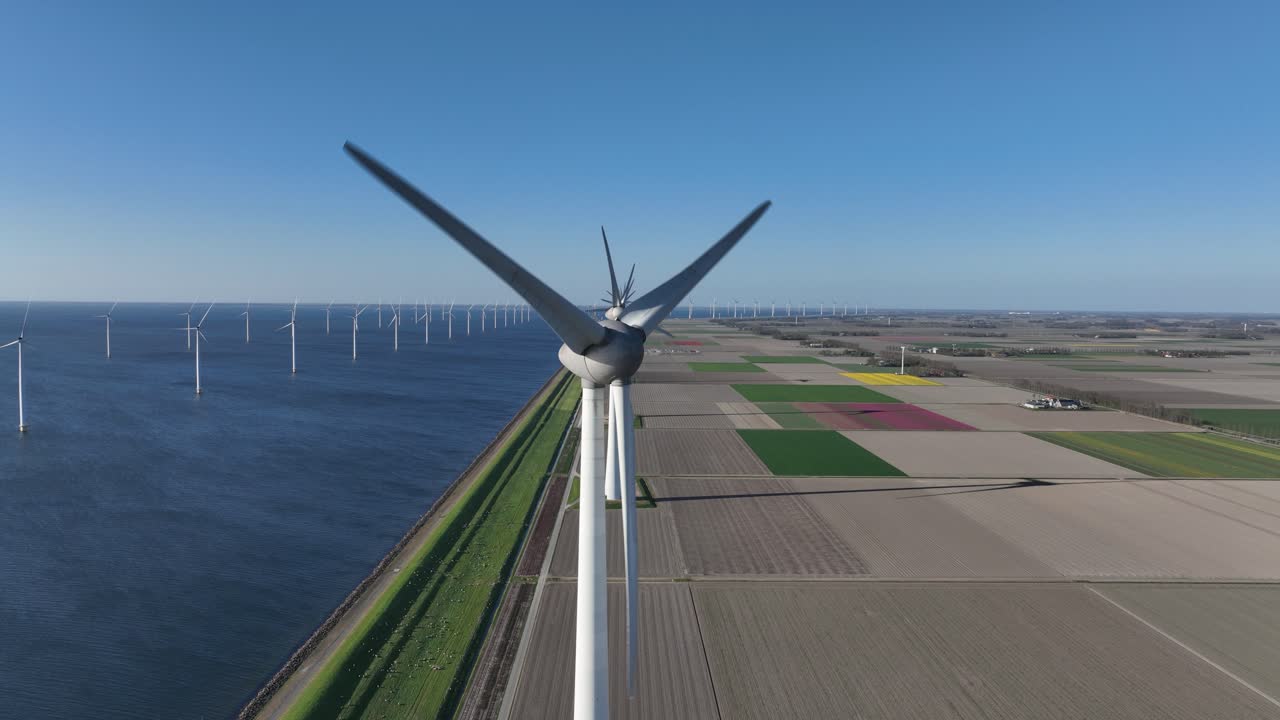 Wind tubrine, aerial view. in the middle of tulip blooming fields. Aerial drone view.