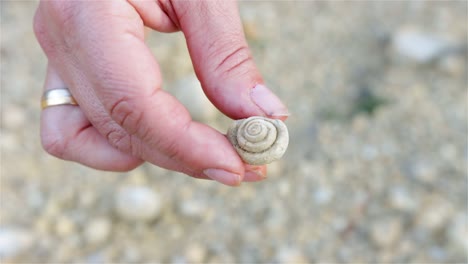 collecting marine fossils of shells and snails that outcrop directly in the calcareous soil of cantavieja, teruel, aragon, spain