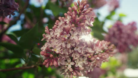 las flores de sakura floreciendo en primer plano. las cerezas floreciendo contra el cielo azul.