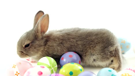 huevos de pascua y conejo de pascua