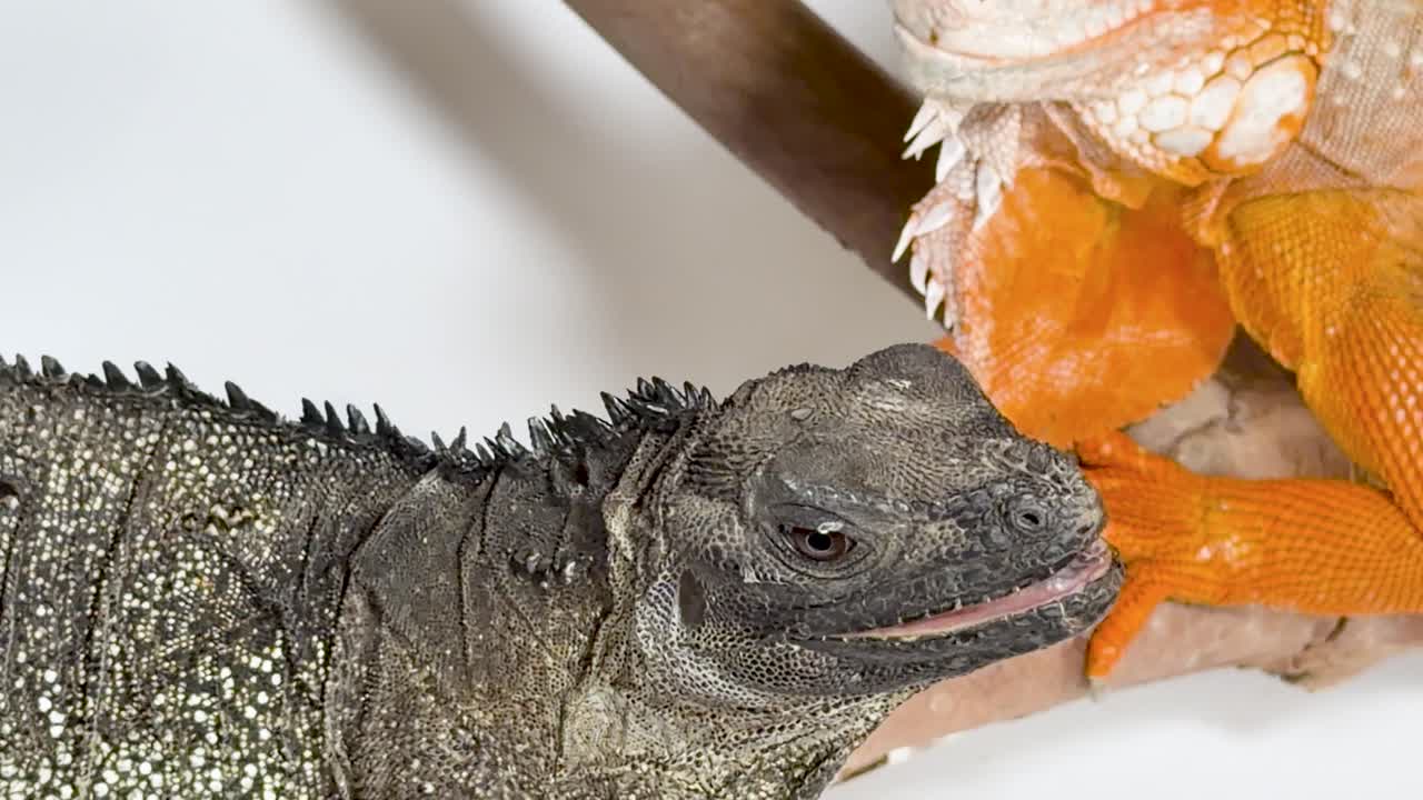 Close-up studio shot of green iguana eating mealworm beside orange lizard on white background