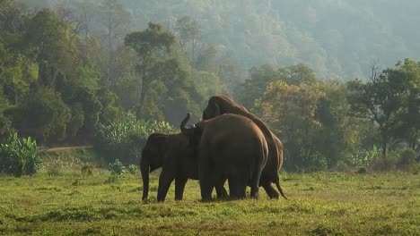 one of three elephants mounts another in a field