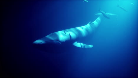 whale swimming in the deep blue ocean