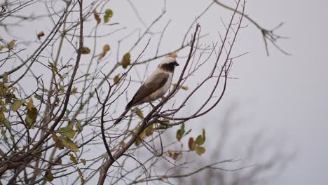 Southern-white-crowned-shrike-a-gray-white-and-black-bird-that-lives-in-Africa,-close-up