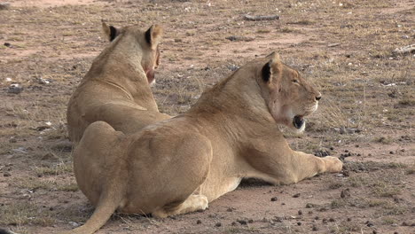 two lionesses rest in the arid sand of the african savannah