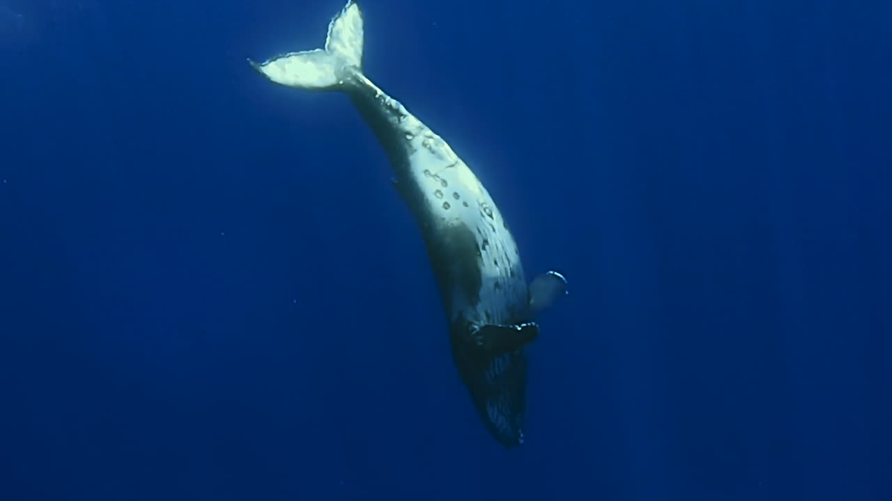Humpback whale diving and drifting lazily in the clear blue tropical waters near Tahiti - underwater view