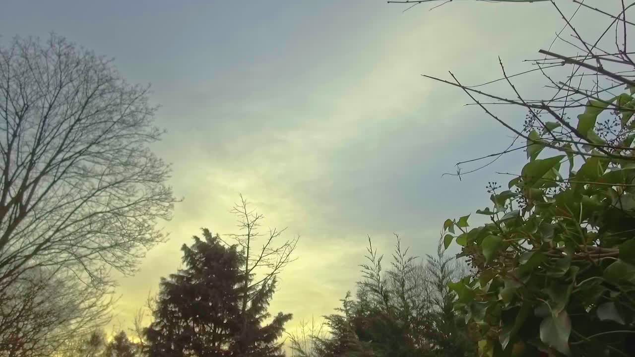 Golden hour trough leaves and branches of trees