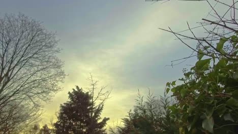 golden hour trough leaves and branches of trees