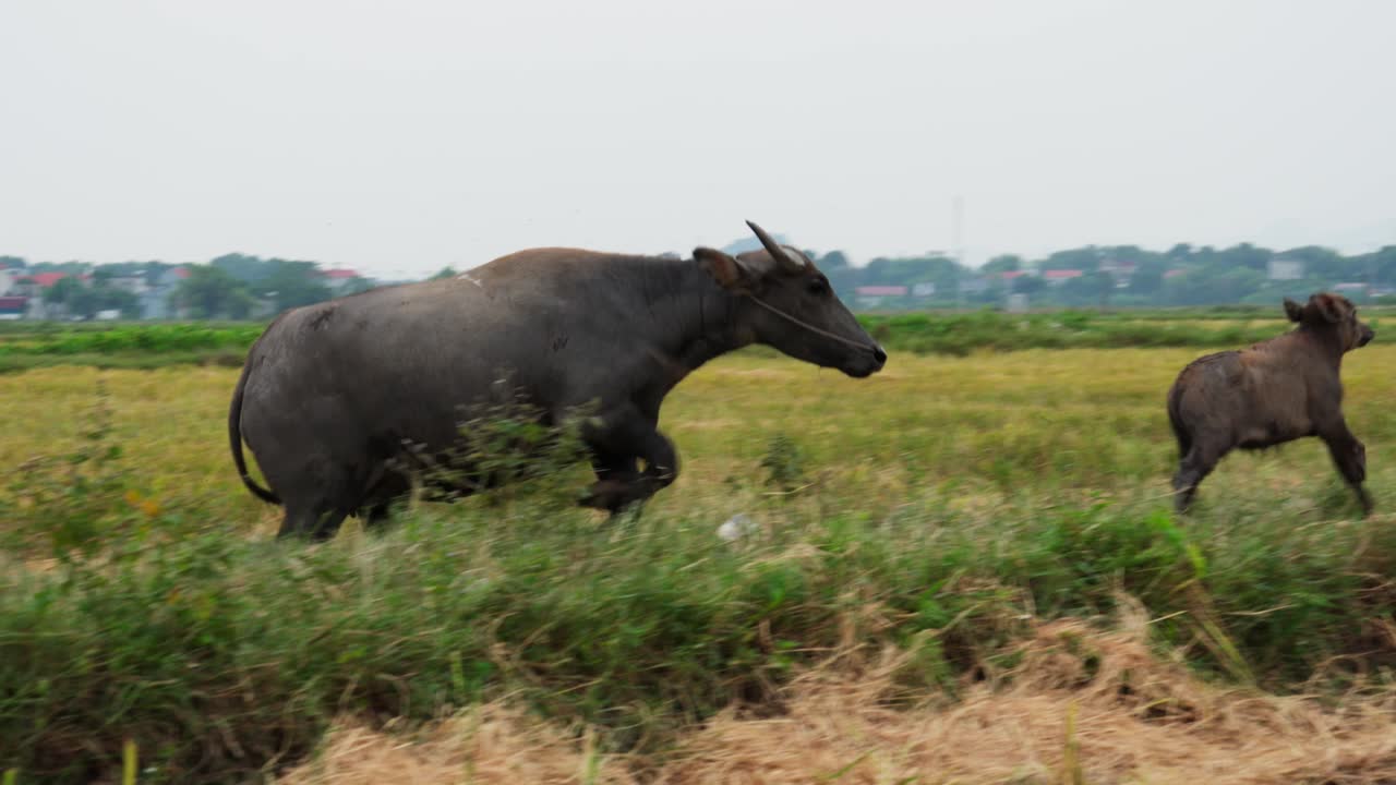 Mother and Calf run joyful toward the herd in slow motion, Vietnamese Water Buffalo