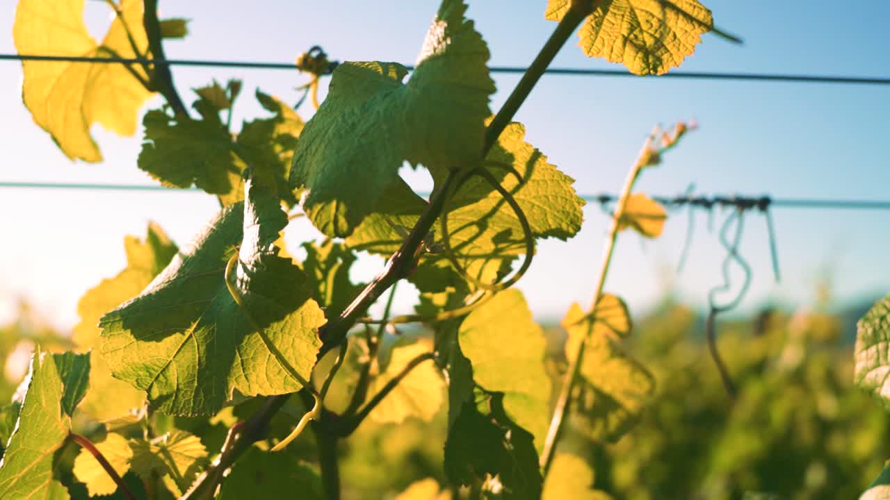 뉴질랜드 와이파라에서 낮 동안 포도원에 있는 포도나무에 있는 한 다발의 잎사귀를 천천히 확대